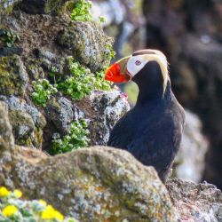 Tufted Puffin